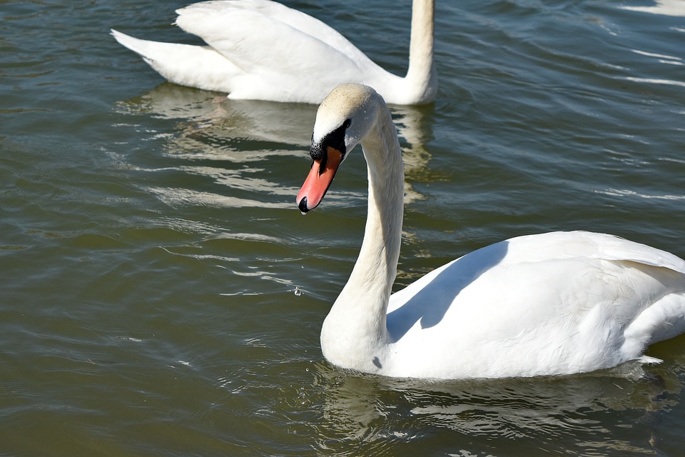 Water wildlife swan