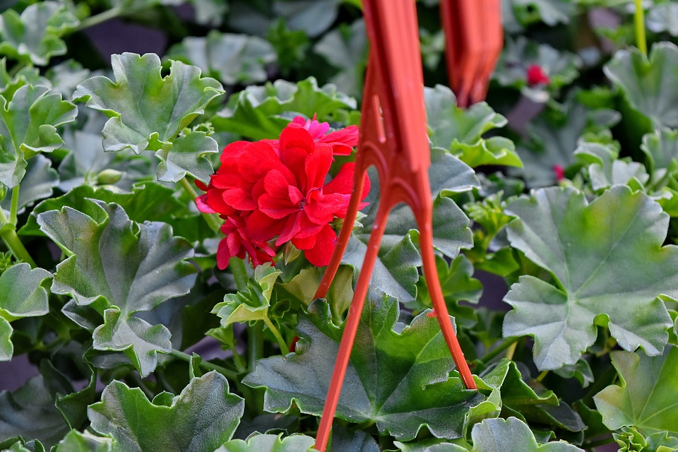 Arrangement flowerpot flower