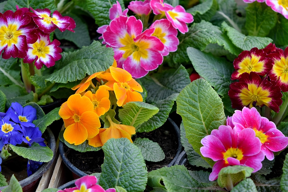Beautiful Flowers colorful spring time