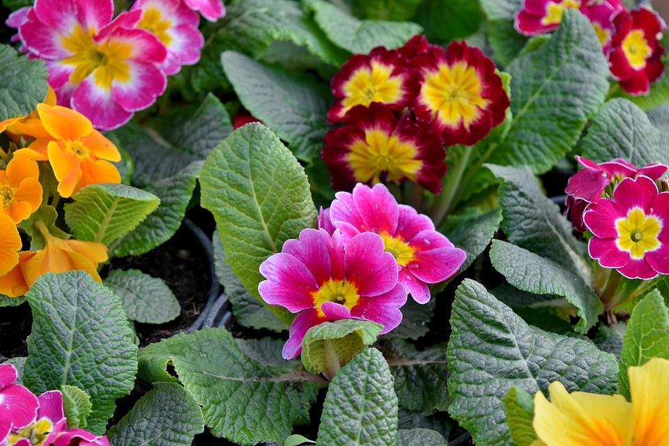Plant flower primrose
