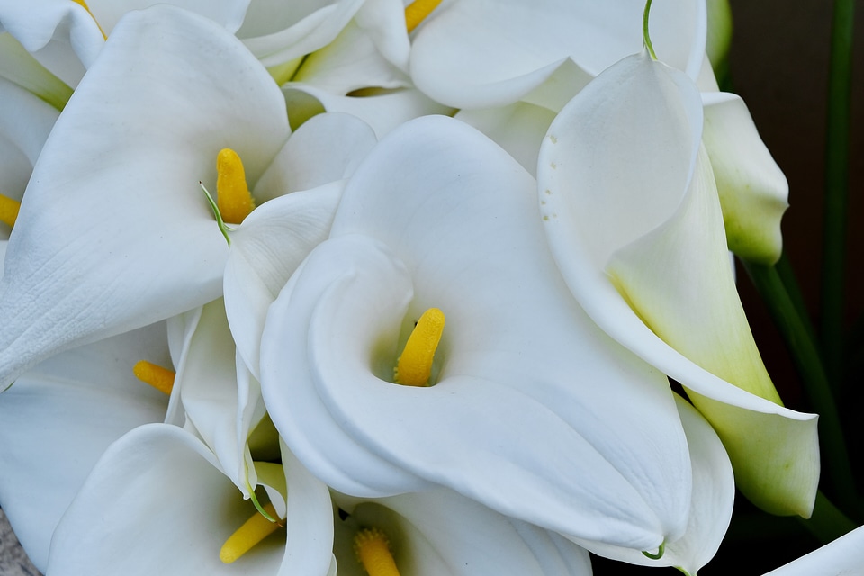 Detail lily tropical