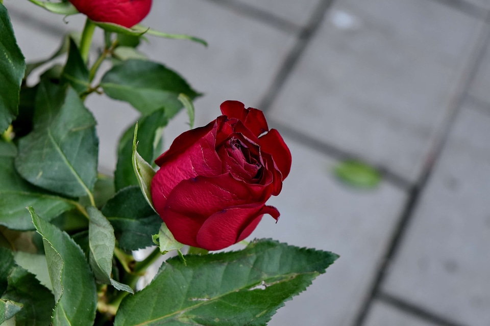 Bouquet red roses
