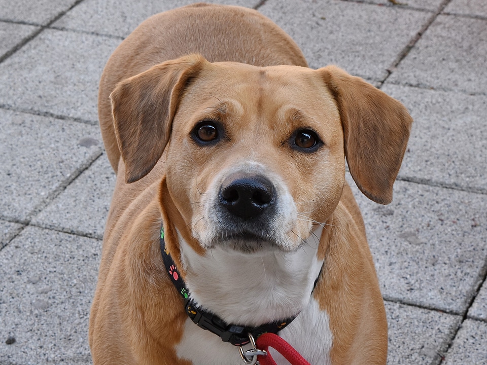 Pet leash hunting dog