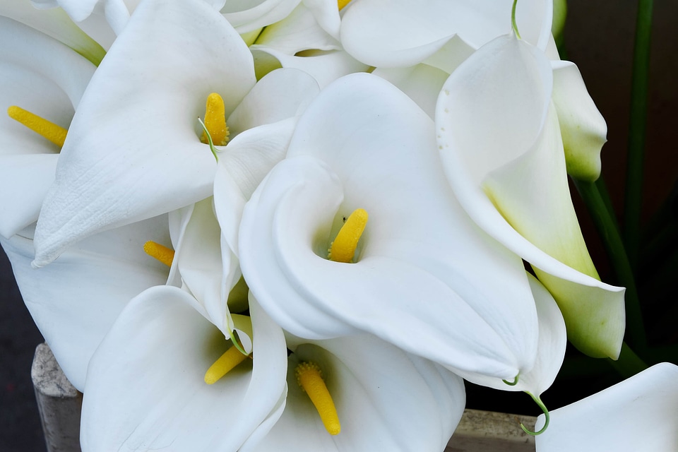 Pistil pollen white