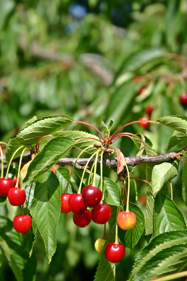 Plant branch leaf