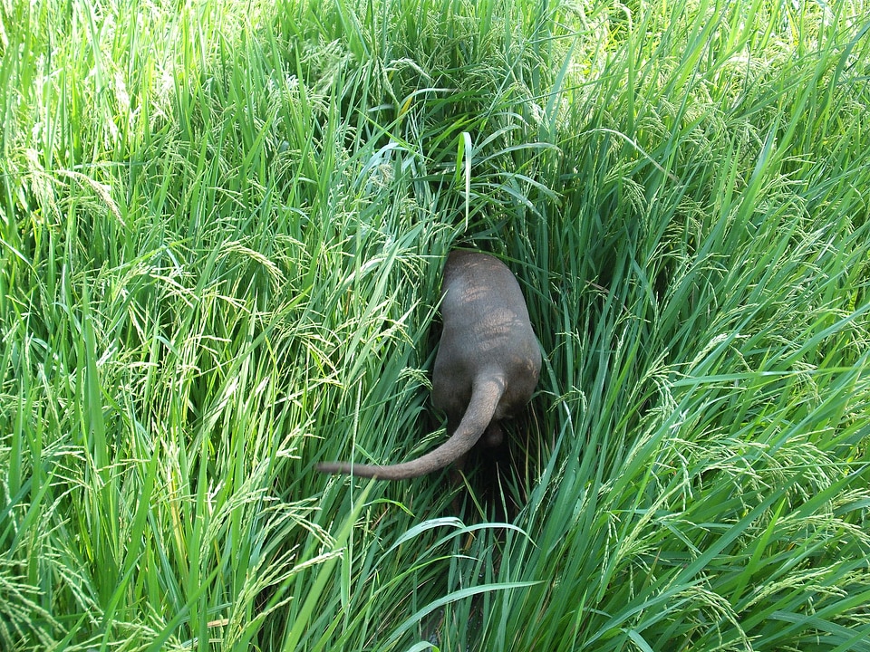 Tail paddy landscape
