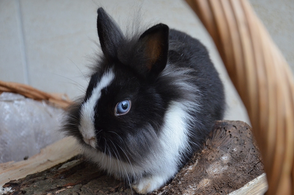 Rabbit dwarf blue eyes
