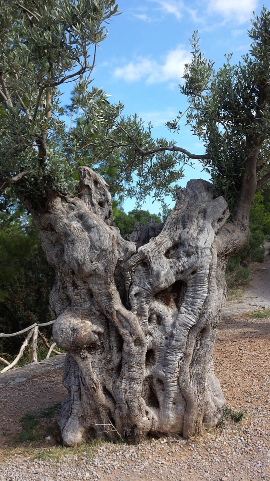 Mallorca old gnarled