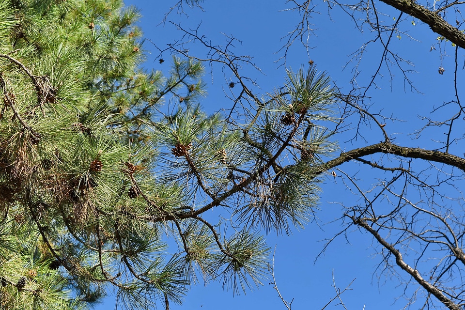 Branch plant nature