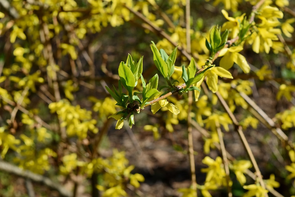 Nature season shrub