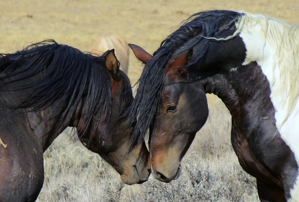 Wild mustangs mustangs scenery