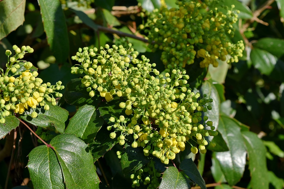 Nature leaf plant