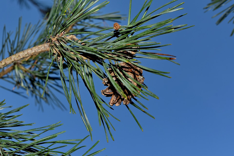 Evergreen branch tree