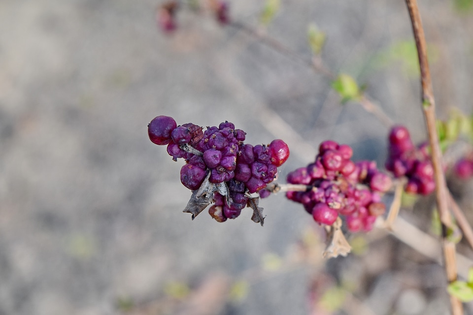 Berries bush shrub