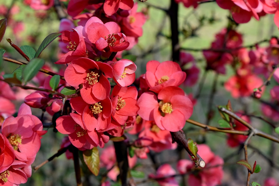 Flora garden nature