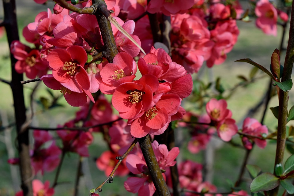 Plant pink blossom