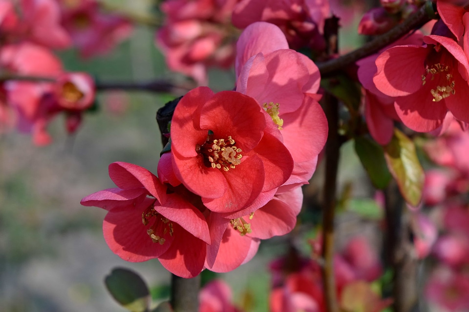 Pistil flower petal
