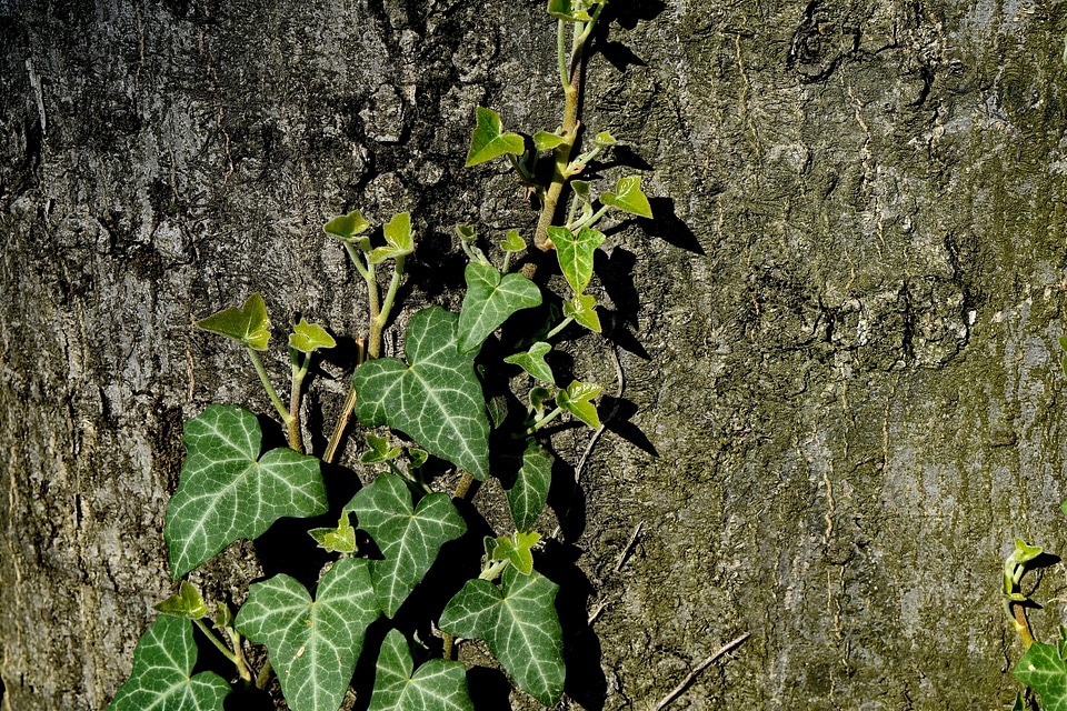 Green Leaf trees ivy