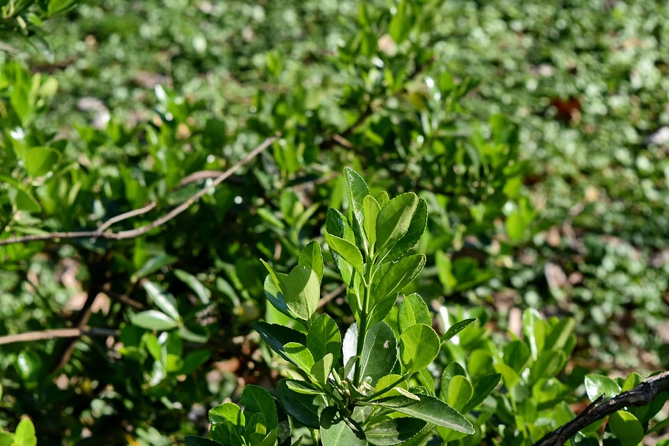 Green Leaves shrub tree
