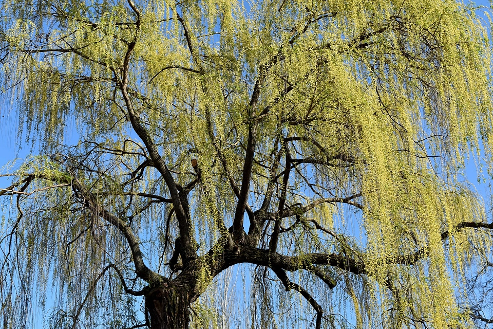 Tree landscape wood