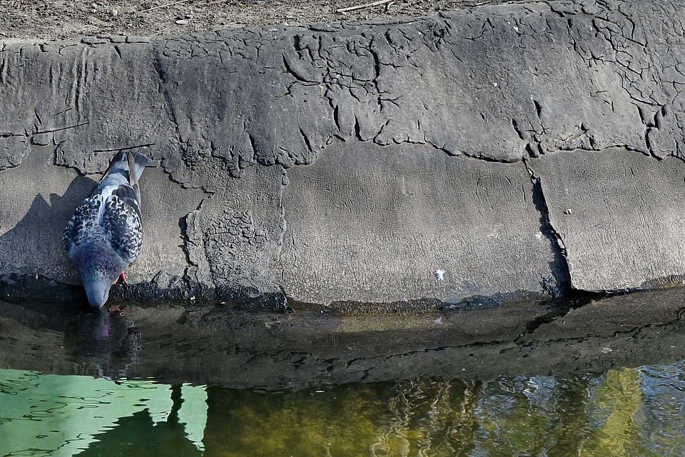Drinking pigeon pond