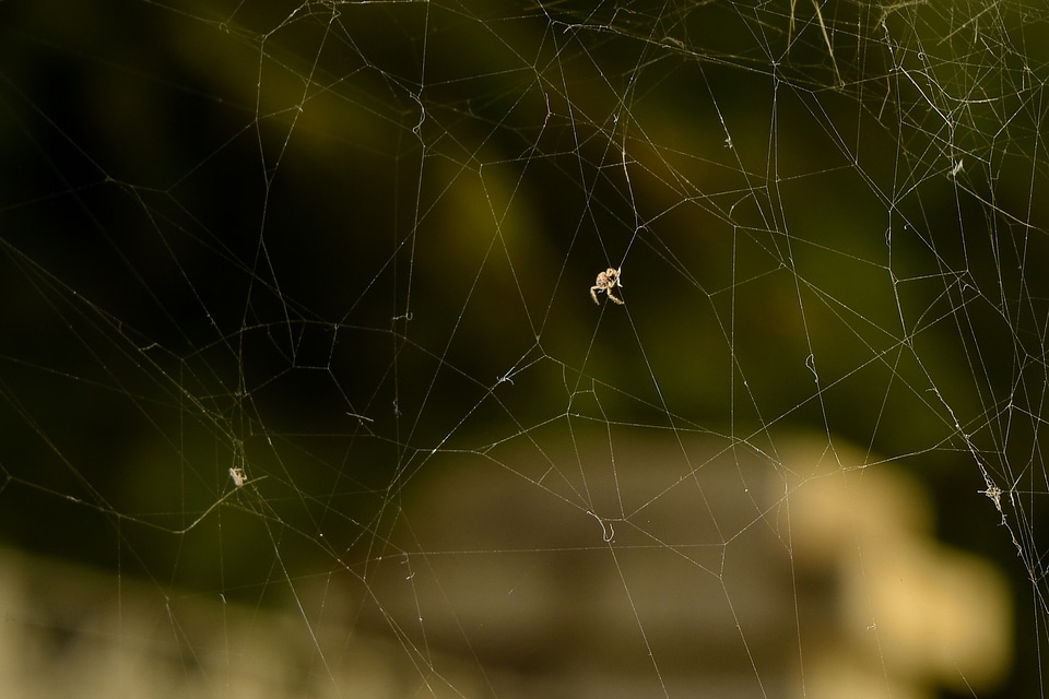 Insect nature spiderweb