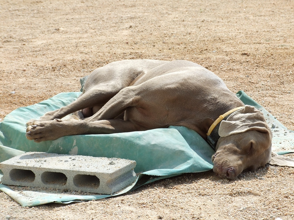 Sleep lazing around rest