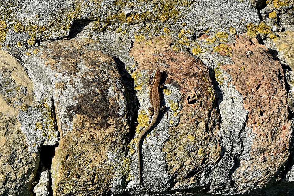 Animal camouflage lizard
