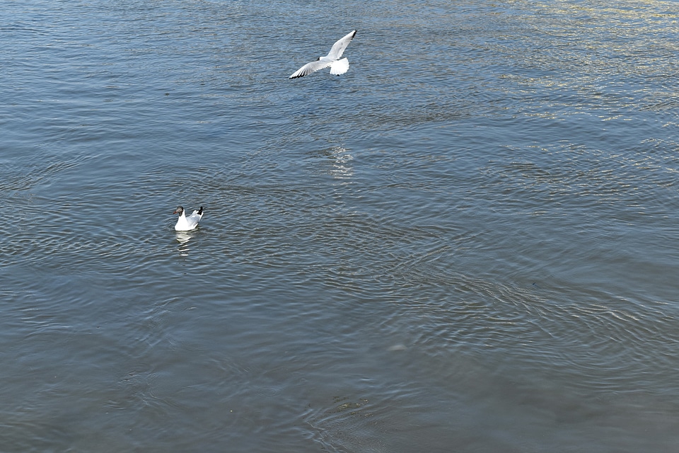 Sea seabird water