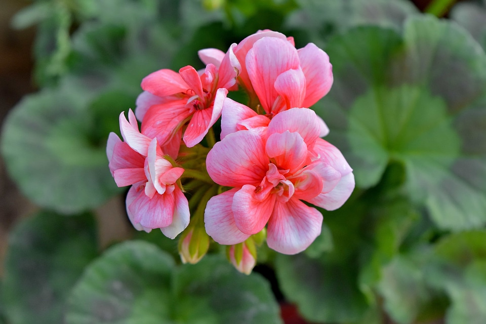 Geranium horticulture petal