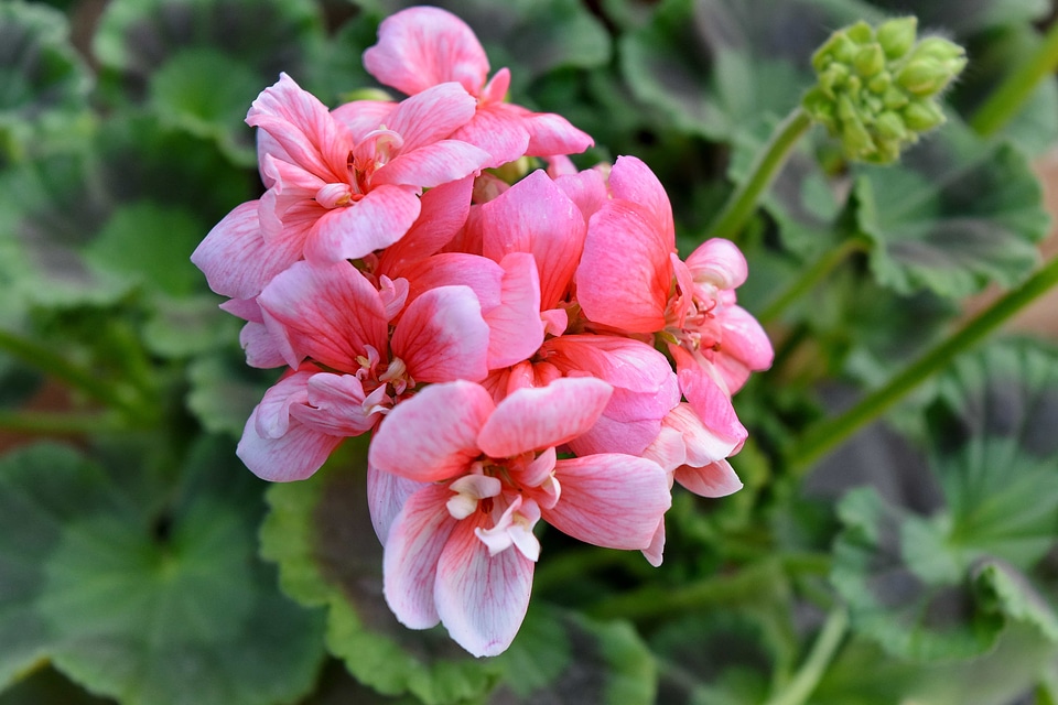 Details flower bud pistil