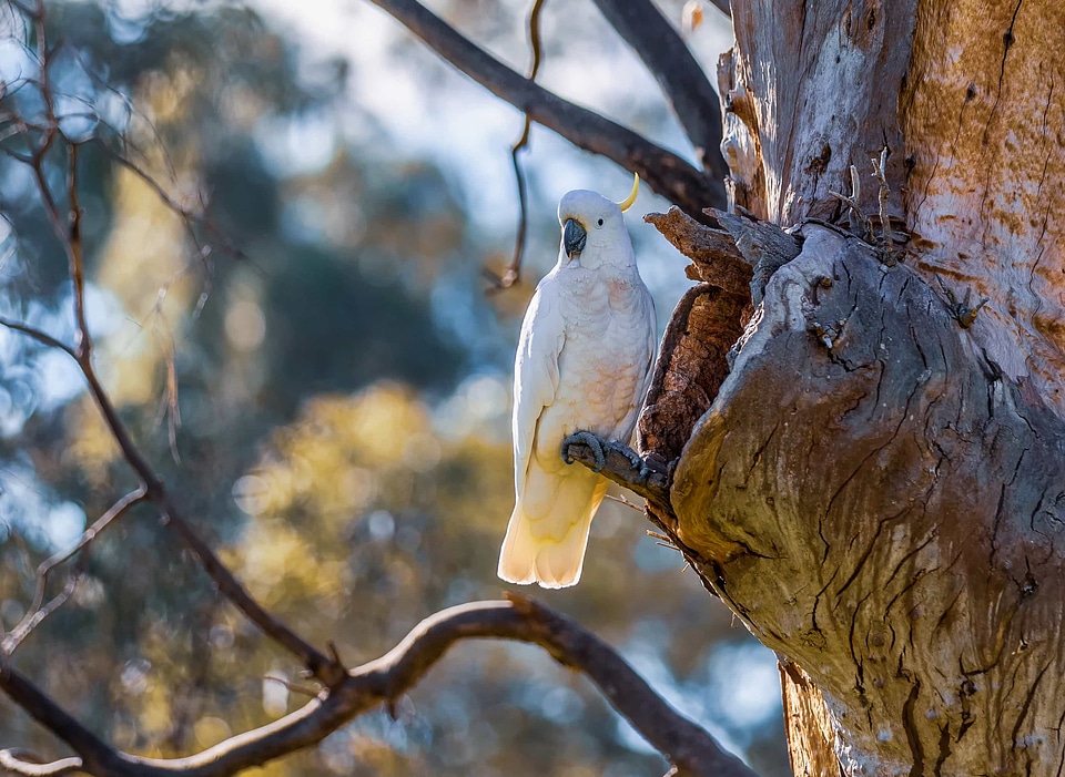Tree nature parrot