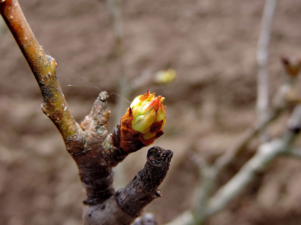 Branch flower bud spring time