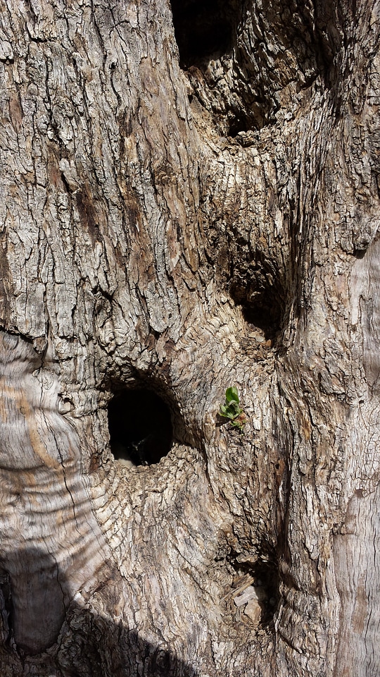 Mallorca old gnarled