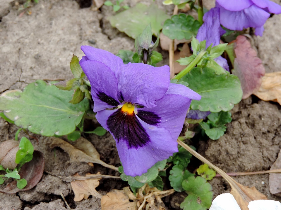 Herb flowers flower