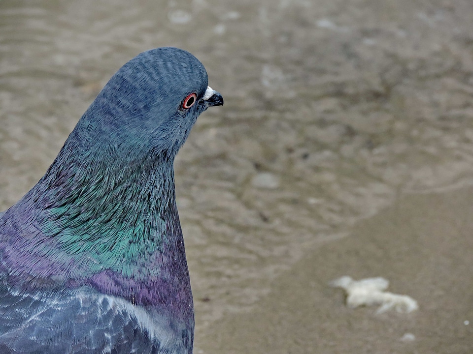 Colorful head pigeon photo