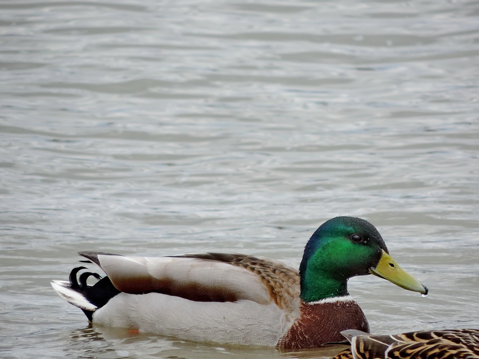 Lake waterfowl wild - Free photos on creazilla.com