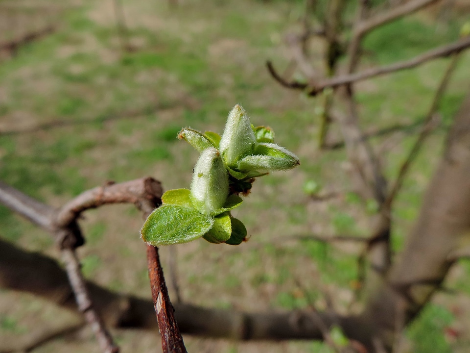 Flower Bud green leaves orchard