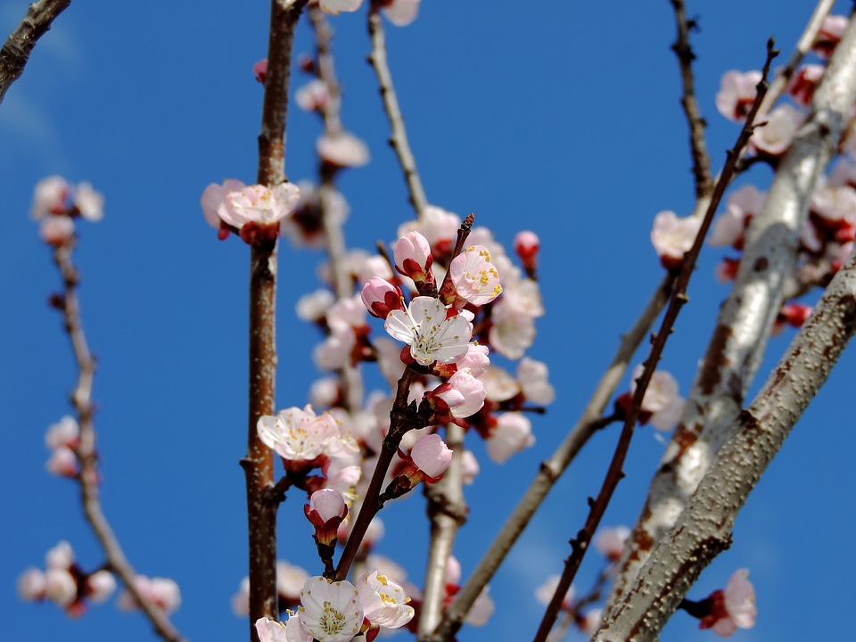Blossom cherry spring
