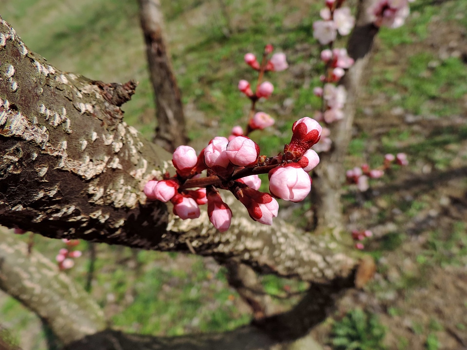 Flower Bud spring time plant
