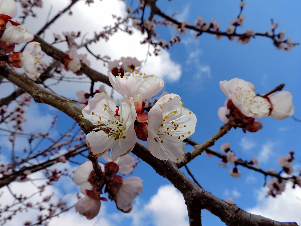 Blue Sky branches flower garden