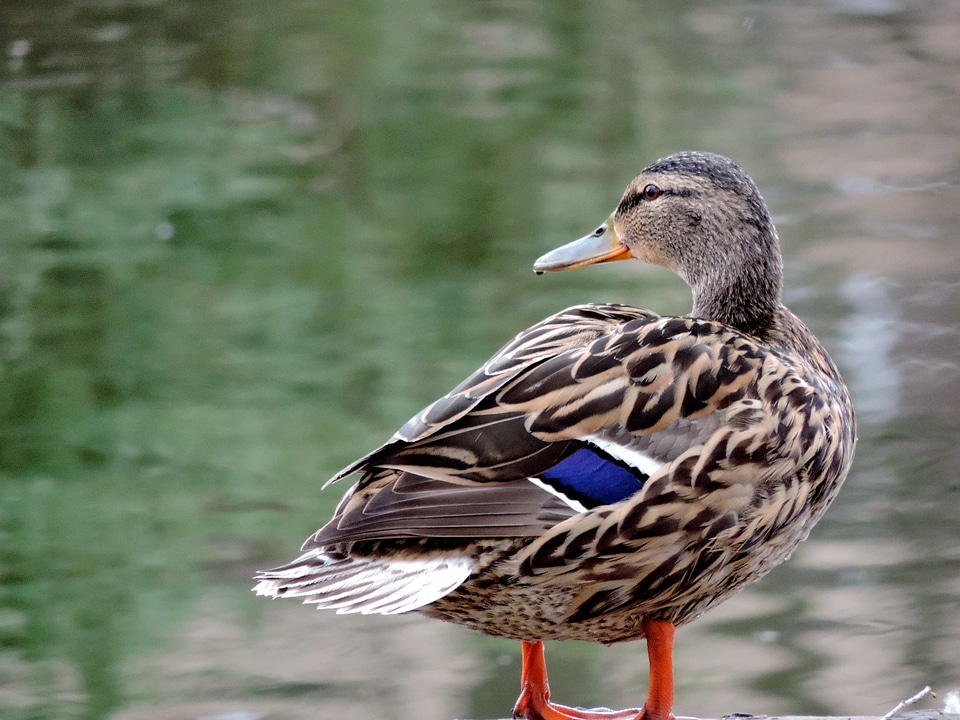 Avian duck ecology