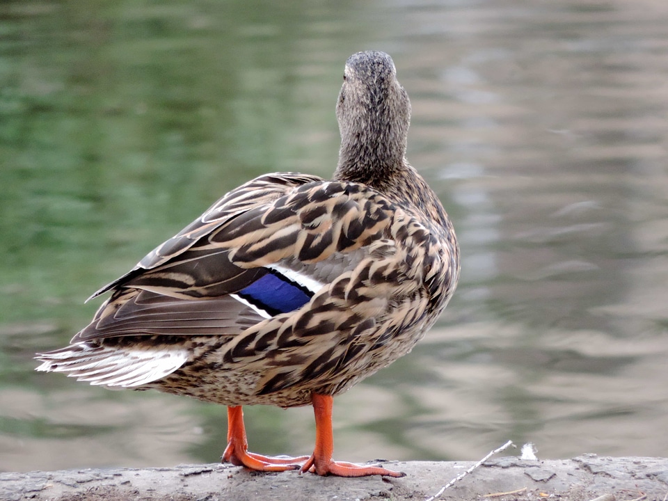 Duck Bird waterfowl wildlife