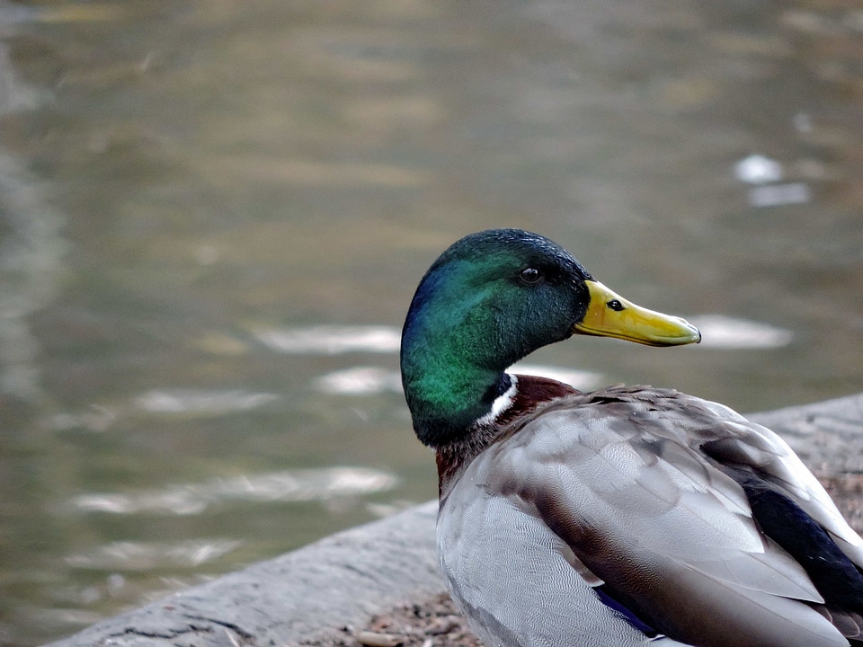 Ornithology plumage bird