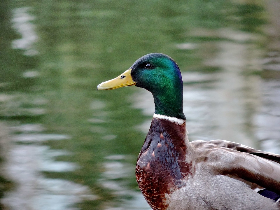 Mallard feather waterfowl