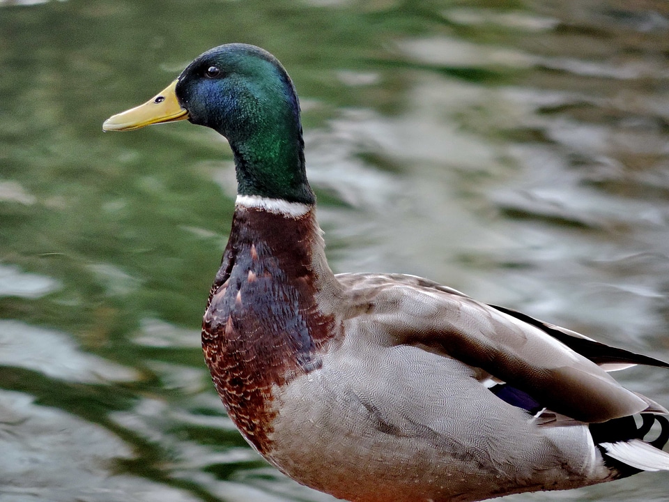 Colorful duck portrait