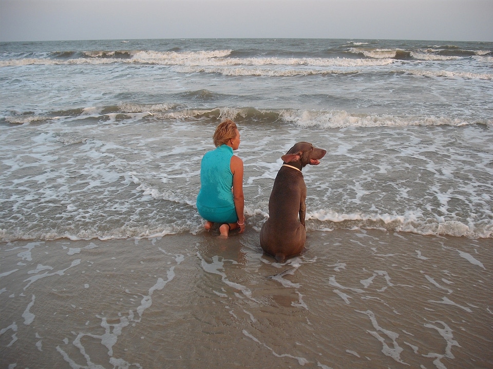 Pair weimaraner water