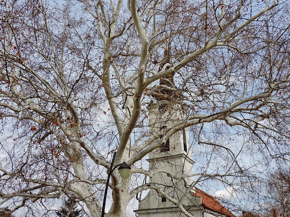 Church Tower tree trees