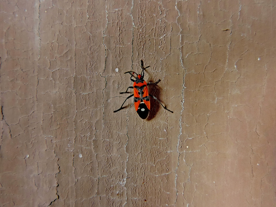 Invertebrate insect arthropod