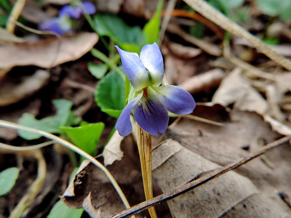 Leaf nature plant